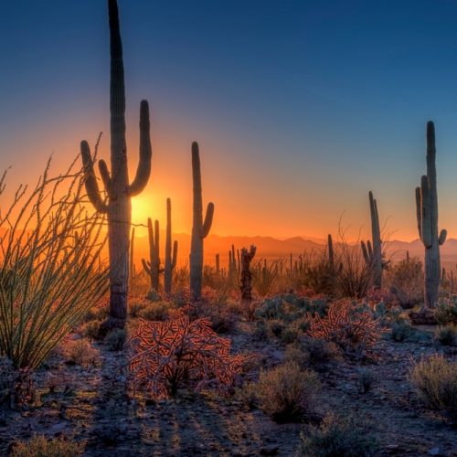 Sunset-in-Saguaro-National-Park